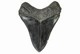 Fossil Megalodon Tooth - South Carolina #165409-2